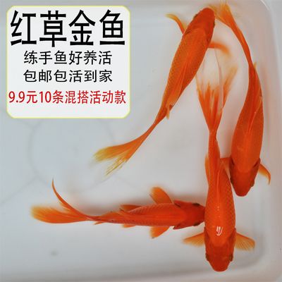 淡水鱼冷水观赏鱼好养排行榜：什么是冷水观赏鱼？ 鱼缸风水 第2张