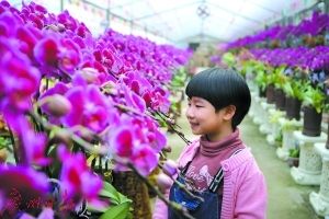 广州芳村花卉批发：广州岭南花卉市场