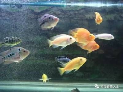 家里的鱼缸养几条鱼最好：养鱼在风水学中养鱼的数量与风水学与风水学的关系