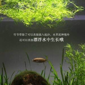 淡水鱼缸养什么草最好养：淡水鱼缸养殖技巧