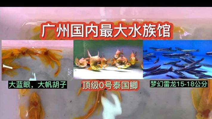 广州百艺城有卖鱼吗在几楼：关于广州百艺城观赏鱼市场的具体介绍