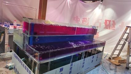 广州水族批发市场在哪里有卖：广州水族市场的发展历程 广州水族批发市场 第3张