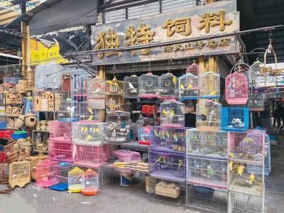 芳村花鸟鱼虫市场新世界2023春节营业时间：芳村花鸟鱼虫市场在春节期间的营业时间为全天候营业