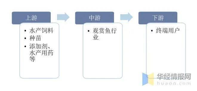 观赏鱼行业如何年赚百万：观赏鱼疾病防治策略 鱼缸风水 第4张