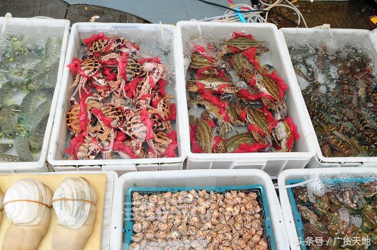 广州水族批发市场在哪里啊多少钱一个：广州水族市场价格波动因素广州水族市场价格波动因素 广州水族批发市场 第1张