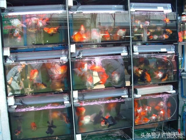 观赏鱼批发市场进货 广州水族批发市场 第3张