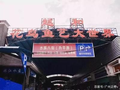 广州芳村水族批发市场在哪里：广州最大的水族批发市场在哪里？ 广州水族批发市场 第4张