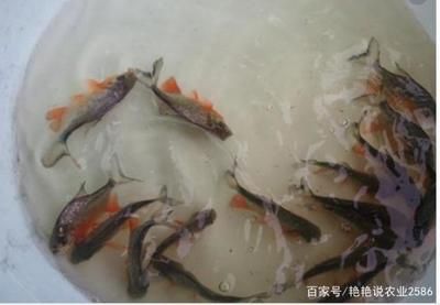 淡水白鲳养在鱼缸怎么喂：淡水白鲳的养殖技术