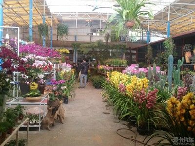 芳村花鸟鱼虫市场在哪里：广州芳村花鸟鱼虫市场 广州水族批发市场 第3张