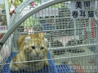 芳村鱼鸟市场地铁哪个出口：广州芳村花鸟鱼虫市场出行指南 广州水族批发市场 第3张