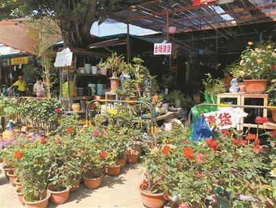 芳村花鸟市场有什么卖花的：广州芳村花鸟市场