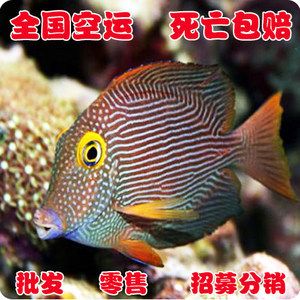 观赏鱼批发价格 广州水族批发市场 第3张