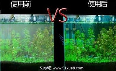 大鱼缸如何清理鱼粪便：如何清理大鱼缸中的鱼粪便 鱼缸百科 第3张