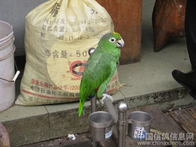 广州芳村花鸟鱼虫市场有什么卖：全球最大的水族市场探秘广州芳村花鸟鱼虫市场 广州水族批发市场 第1张