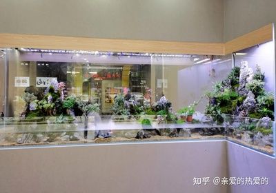 广州有哪些卖鱼缸实体店的店：广州卖鱼缸的地方 广州水族批发市场 第4张