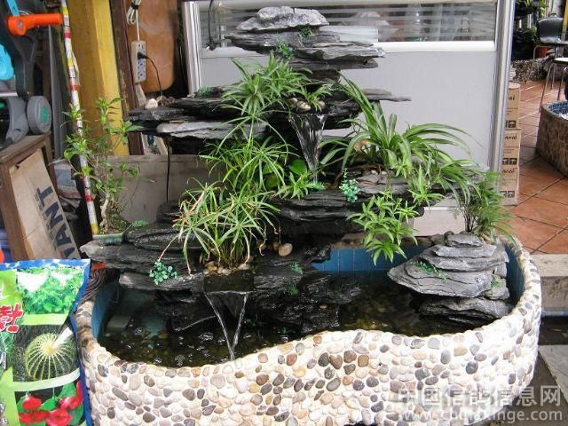 芳村花鸟虫鱼市场在哪里啊多少钱：广州芳村花鸟虫鱼市场 广州水族批发市场 第1张