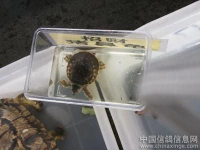 芳村花鸟虫鱼市场在哪里啊多少钱：广州芳村花鸟虫鱼市场 广州水族批发市场 第3张