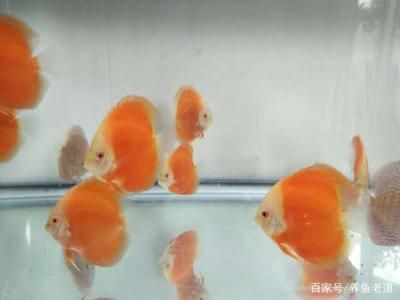 观赏鱼缸养什么鱼最好呢：小型观赏鱼的养殖方式 鱼缸风水 第2张