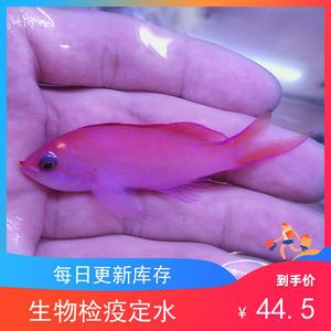 海水观赏鱼什么鱼最好养 鱼缸风水 第1张