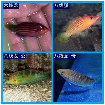 海水观赏鱼什么鱼最好养 鱼缸风水 第3张