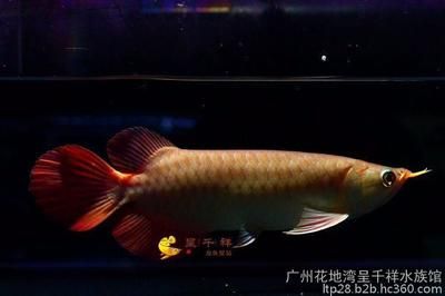 广州水族馆观赏鱼批发：广州观赏鱼批发市场 广州水族批发市场 第4张