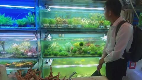 广州观赏鱼市场新址：广州观赏鱼市场新址具体信息可以了解到广州观赏鱼市场的相关信息