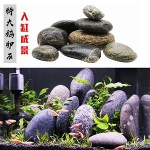 大鹅卵石鱼缸：大鹅卵石在鱼缸中的应用 鱼缸百科 第1张