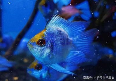 广州水族批发市场买观赏鱼便宜吗多少钱一条：广州水族批发市场怎么样 广州水族批发市场 第1张