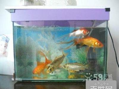 呼市哪里卖鱼缸便宜的好：呼和浩特水族馆如何选择合适的鱼缸