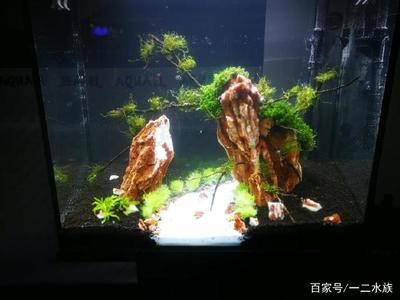 1.8鱼缸造景图片：1.8米鱼缸造景图片 鱼缸百科 第3张