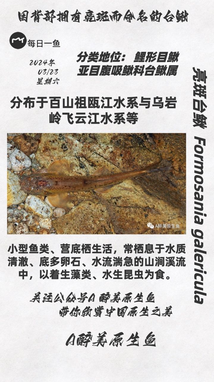 亮斑台鳅：分布在瓯江和飞云江