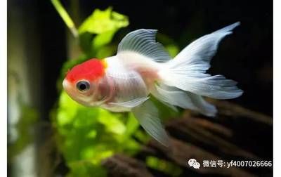 观赏鱼缸适合养什么鱼最好看视频：如何选择适合的观赏鱼缸 鱼缸风水 第1张