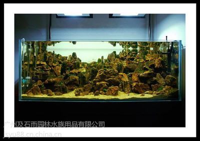 广州鱼缸造景批发市场在哪里啊多少钱：广州水族文化探秘 广州水族批发市场 第1张