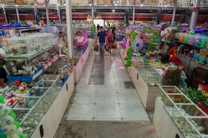 芳村花虫鱼鸟市场在哪里：广州芳村花鸟鱼虫大世界搬迁至百艺城