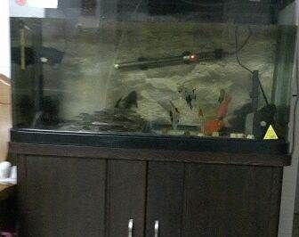 广州买观赏鱼的地方有哪些城市：广州有多家水族馆探秘观赏鱼的养殖技术了解观赏鱼的养殖技术