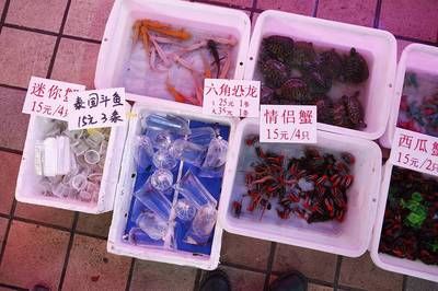 广州水族批发市场在哪里进货便宜一点：广州有哪些知名的水族批发市场？ 广州水族批发市场 第1张
