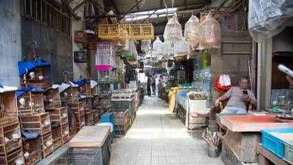 芳村鱼鸟市场搬迁：芳村花鸟鱼虫市场2020年开始搬迁 广州水族批发市场 第3张