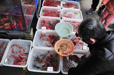 芳村鱼鸟市场搬迁：芳村花鸟鱼虫市场2020年开始搬迁 广州水族批发市场 第4张