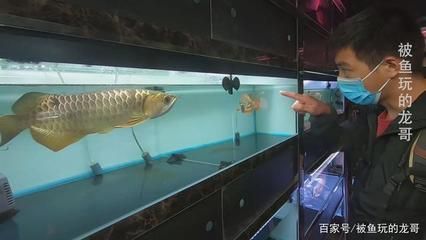 观赏鱼的进货渠道是什么样的：观赏鱼的进货渠道 广州水族批发市场 第2张