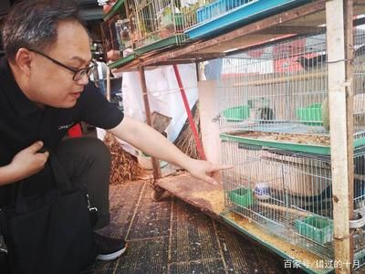 百艺城花鸟鱼虫：广州百艺城花鸟鱼虫市场 广州水族批发市场 第3张