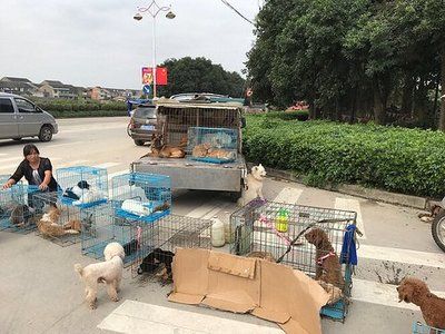 芳村哪里有卖狗的：广州芳村花鸟鱼虫市场的历史与发展反映了人们生活方式的变化 广州水族批发市场 第4张