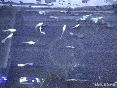 大鱼缸渗水怎么补漏水视频教学：修补大鱼缸渗水的方法和注意事项和注意事项 鱼缸百科 第2张