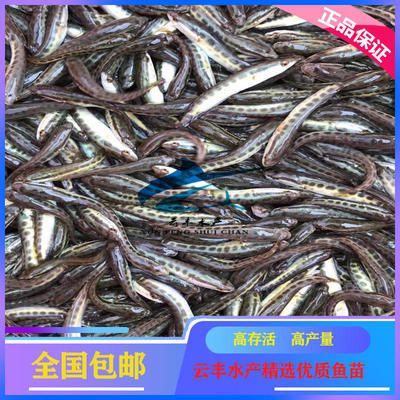 广州观赏鱼基地有哪些：广州花地湾观赏鱼市场 广州水族批发市场 第1张