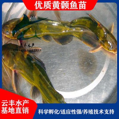 广州观赏鱼基地有哪些：广州花地湾观赏鱼市场 广州水族批发市场 第3张