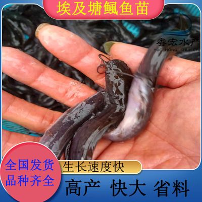 广州观赏鱼基地有哪些：广州花地湾观赏鱼市场 广州水族批发市场 第4张