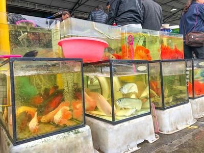 广州最大观赏鱼用品市场：广州花地湾花鸟鱼虫批发市场