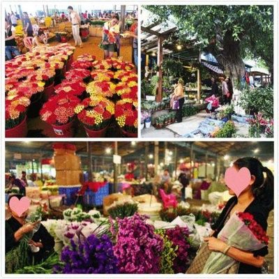 芳村的花卉市场在哪个地铁站：广州芳村花卉市场交通指南