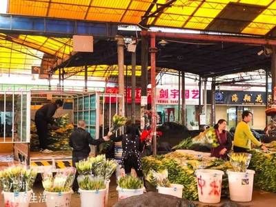 芳村的花卉市场在哪个地铁站：广州芳村花卉市场交通指南 广州水族批发市场 第4张