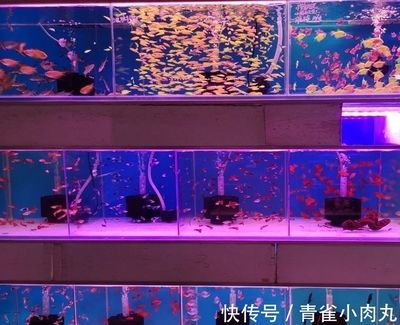 芳村花鸟鱼虫新市场水族：广州芳村花鸟鱼虫新市场水族区的详细信息是什么 广州水族批发市场 第1张