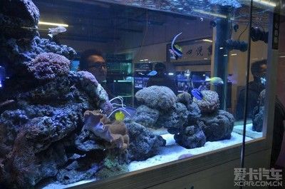 芳村花鸟鱼虫新市场水族：广州芳村花鸟鱼虫新市场水族区的详细信息是什么 广州水族批发市场 第4张